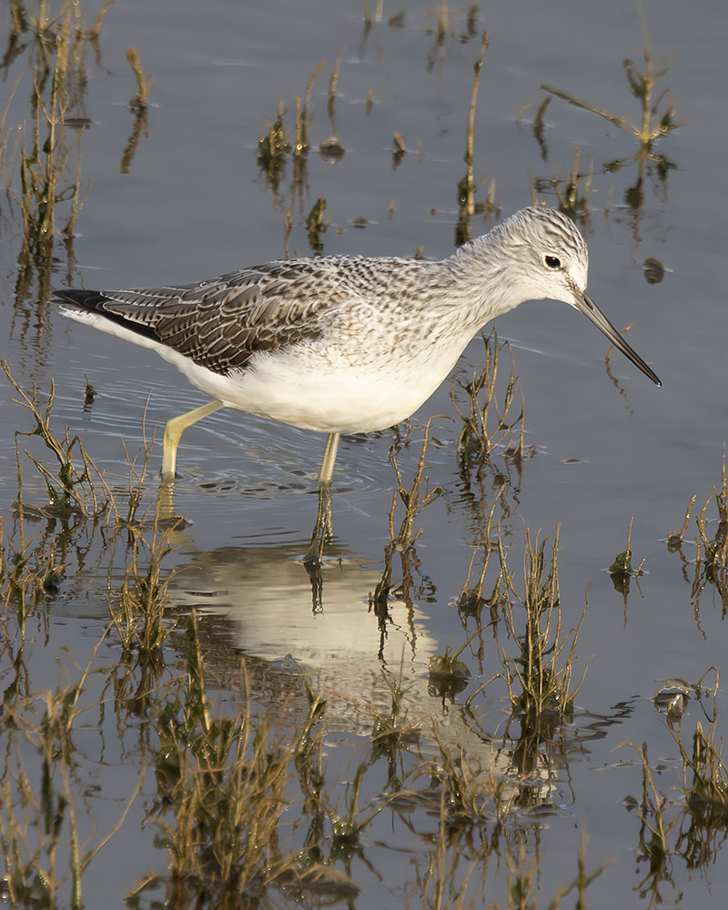 Greenshank